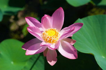 Flower lotus in the pound