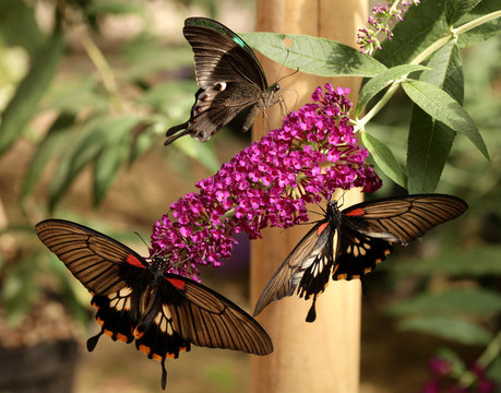 Motyle egzotyczne