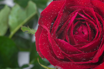 red rose..