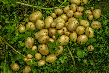 Молодой картофель