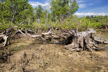 Fototapeta premium mangrove North Sulawesi, Indonesia