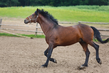 Running horse