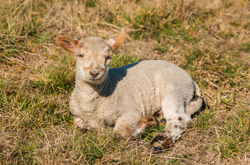 Naklejka premium New Zealnd Lamb
