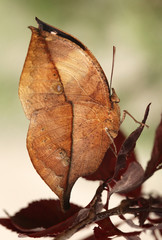 Motyl - listek
