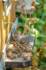 Hive in an apiary with bees flying to the landing board in a gar
