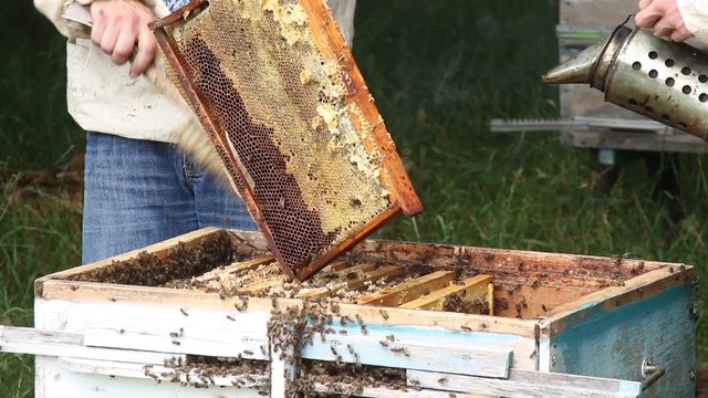 Beekeepers are engaged on the work near forest2