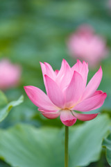 Obraz premium 蓮の花