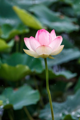 Fototapeta premium 蓮の花
