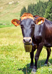 Alpine cow wearing a large cowbell