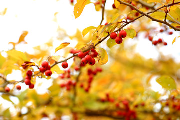 도시의 가을과 단풍