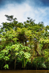 River in tropical rain forest