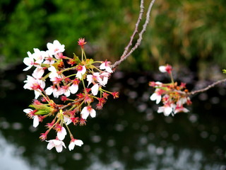 散り始めた水辺の桜