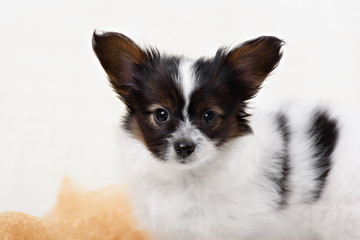 Papillon,  ButterflyDog, SquirrelDog in front of a white background