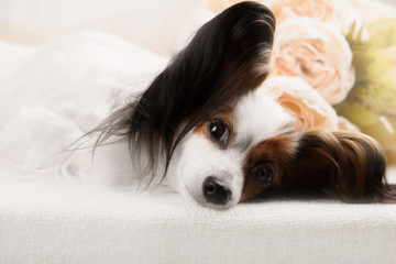 Papillon breed dog on a white background