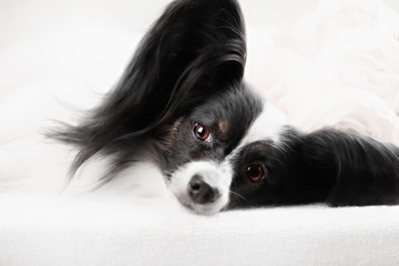 Fototapeta na wymiar Close-up portrait of a papillon breed dog. Isolated on a white background