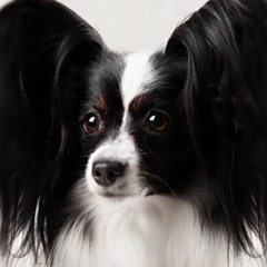 Close-up portrait of a papillon breed dog. Isolated on a white background