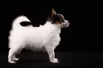 Portrait Papillon puppy age of four months on a black background