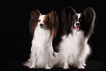 Two dogs of breed papillon on a black background