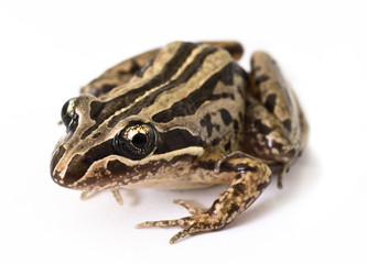 Fototapeta premium Striped Marsh Frog (Limnodynastes peroni)
