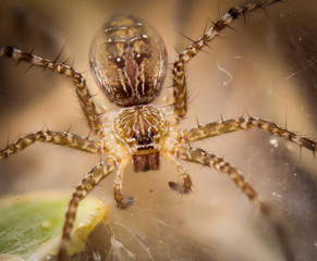 spider