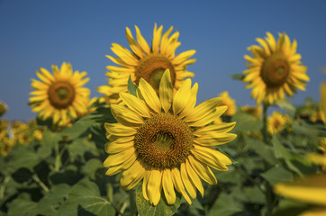 Ayçiçeği Tarlası