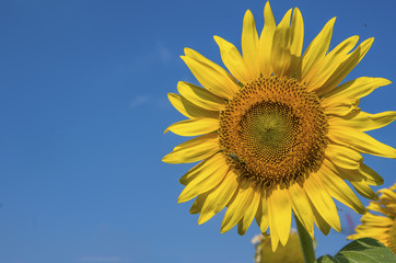 Ayçiçeği Tarlası