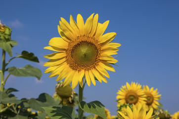 Ay&ccedil;i&ccedil;eği Tarlası