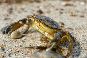 Krabben am Ostseestrand 