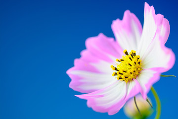 Fototapeta premium コスモスの花