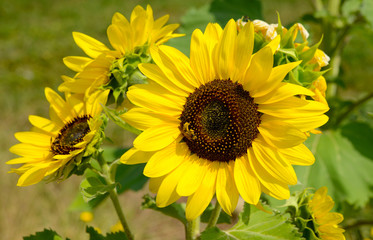Sonnenblumen