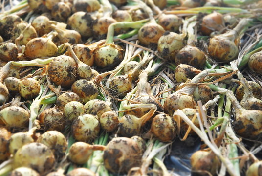 Onion harvest brying on the sun