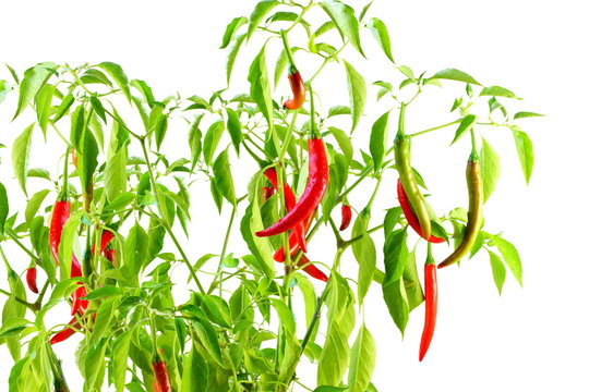 Red  Chili Pepper  On Plant