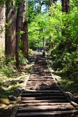 羽黒山の杉並木／山形県鶴岡市の羽黒山参道の杉並木は県指定史跡で、全国かおり風景100選、森林浴の森100選に選定されています。随神門から始まる表参道は、全長約1.7km、2446段の長い石段です。杉並木の数は500本以上で、樹齢350～500年の杉並木です。この杉並木は国の特別天然記念物に指定され「ミシュラン・グリーンガイド・ジャポン」にて、三ツ星を獲得しました。