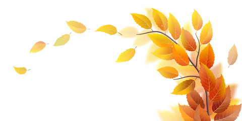 Autumn branch with leaves on white, vector illustration