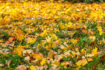 yellow fallen maple leaves