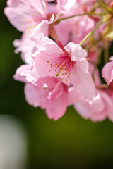 Obraz premium 桜の花