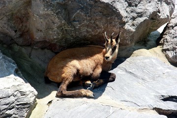 chamois