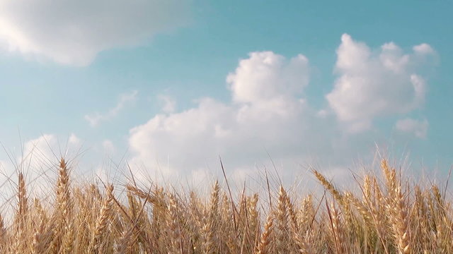 Wheat field, cultivated crops growing in agricultural field, organic farming, 1920x1080, 1080p, full hd footage