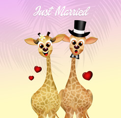 Wedding of giraffe