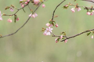 Oriental cherry branches with small pink flowers on a green background