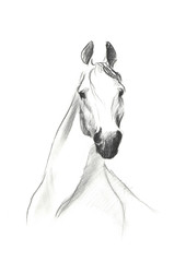 illustration of horse