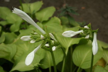 Flower Hosta in the garden