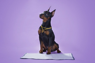 dog miniature pinscher isolated on purple background