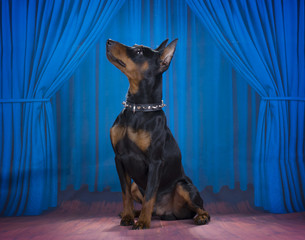 miniature pinscher dog on the concert stage - 89347370