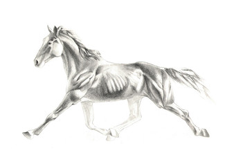 Naklejka na ściany i meble illustration of horse