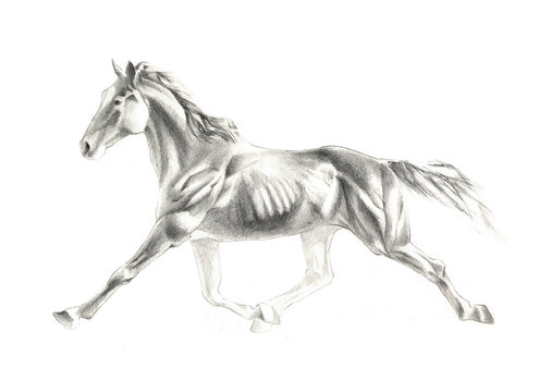 illustration of horse