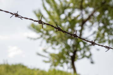 Green Tree Behind Barbed Wire