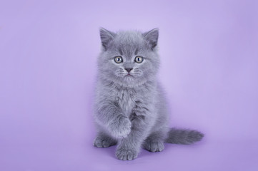 British kitten isolated on a colored background