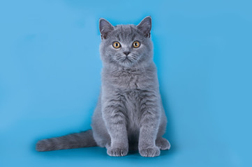 Fototapeta na wymiar British kitten isolated on a colored background