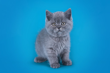 British kitten isolated on a colored background